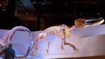 The Houston Museum of Natural Science - Image 8