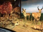 The Houston Museum of Natural Science - Image 4