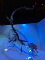 The Houston Museum of Natural Science - Image 7
