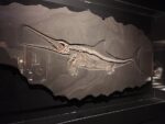The Houston Museum of Natural Science - Image 3