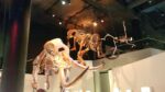 The Houston Museum of Natural Science - Image 12