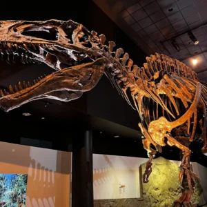 The Houston Museum of Natural Science