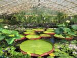 Kew Gardens Tour - Image 6