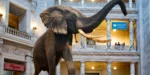 Natural History Museum Tour - Image 4