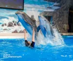 Dubai Dolphinarium - Image 12