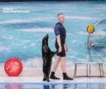 Dubai Dolphinarium - Image 2