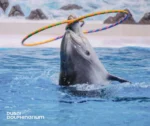 Dubai Dolphinarium - Image 4