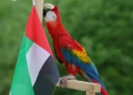 Dubai Dolphinarium - Image 8