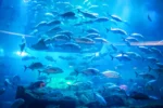 Dubai Aquarium & Underwater Zoo - Image 4