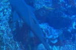 Dubai Aquarium & Underwater Zoo - Image 2