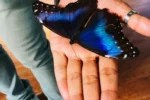 Dubai Butterfly Garden - Image 2