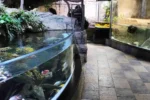 Dubai Aquarium & Underwater Zoo - Image 5