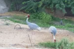 Dubai Safari Park - Image 7