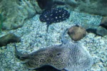 Dubai Aquarium & Underwater Zoo - Image 3