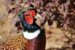 Dubai Safari Park - Image 2