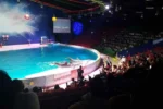 Dubai Dolphinarium - Image 3
