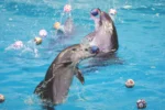 Dubai Dolphinarium - Image 11