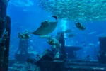 Dubai Aquarium & Underwater Zoo - Image 8