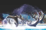 Dubai Dolphinarium