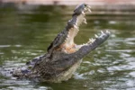 Dubai Crocodile Park - Image 5
