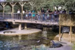 Dubai Crocodile Park - Image 6