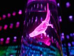 Museum of the Future Dubai - Image 9