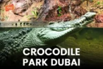 Dubai Crocodile Park