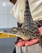 Dubai Crocodile Park - Image 2