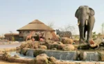 Dubai Safari Park - Image 5