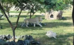 Dubai Safari Park - Image 3